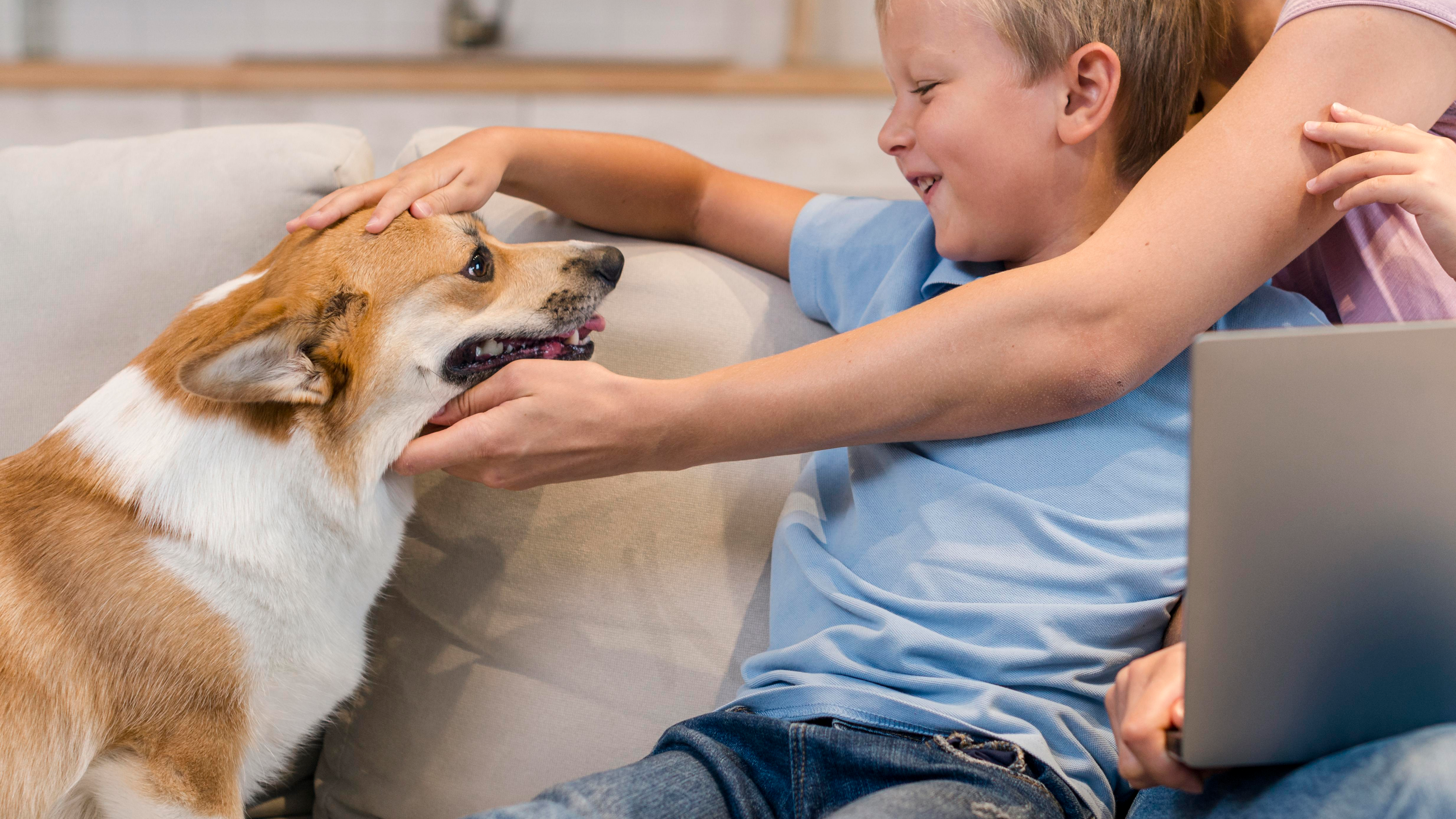 Pet-friendly gray cloud couch with a dog lounging