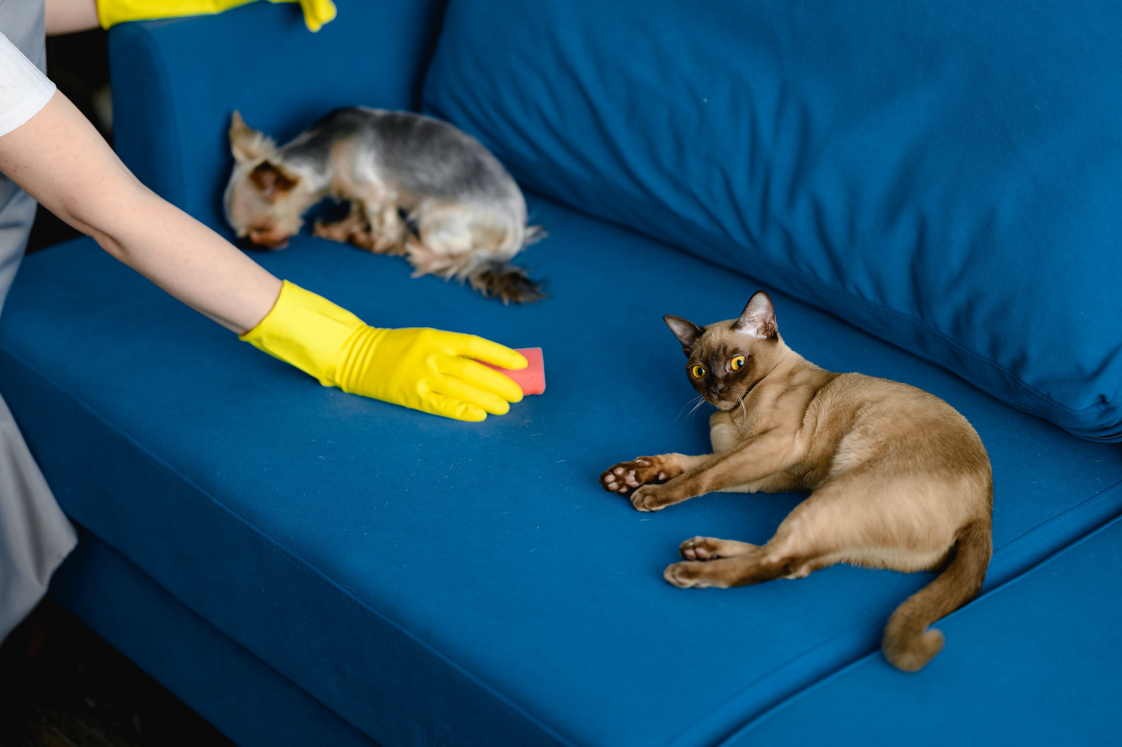 woman-apron-gloves-cleans-sofa-from-dog-hair-cleaning-apartment-life-with-pets